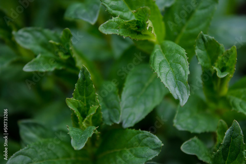 leaves and bushes of mint green sprouts