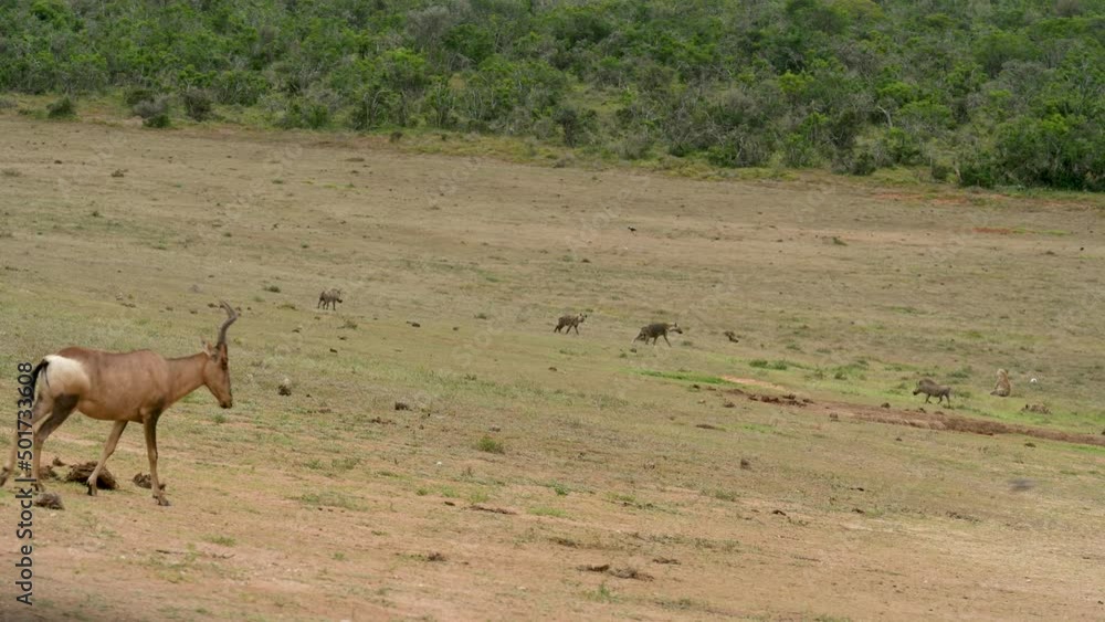 Südafrikanische Kuhantilope, Hyänen und Warzenschweine im Naturreservat Addo Elephant National Park Südafrika Südafrikanische Kuhantilope, Hyänen und Warzenschweine im Naturreservat Addo Elephant National Park Südafrika