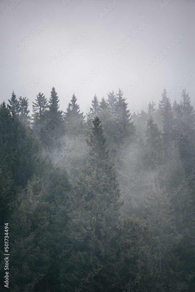 misty morning in the forest