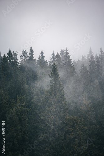 misty morning in the forest © Oleksii