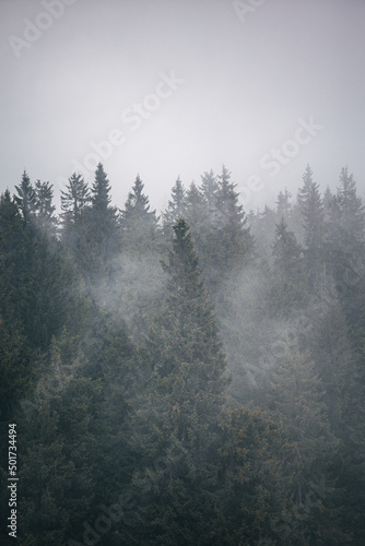 misty morning in the forest © Oleksii