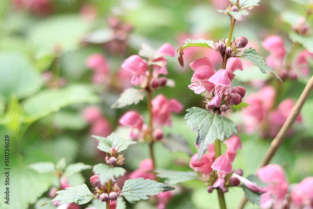 Blooming red nettle in the forest. Not stinging nettle. Wild flowers, selective focus. Blooming red nettle in the forest. Not stinging nettle. Wild flowers, selective focus.