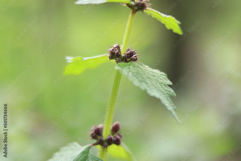 Nettle in the forest. Close up photo with blurred background.