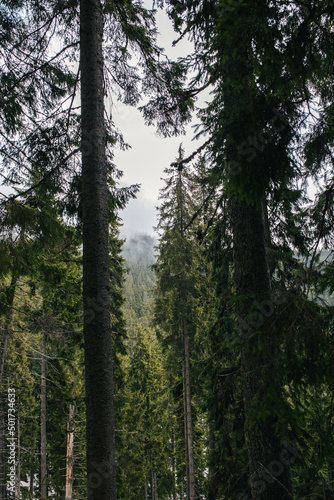 trees in the woods © Oleksii