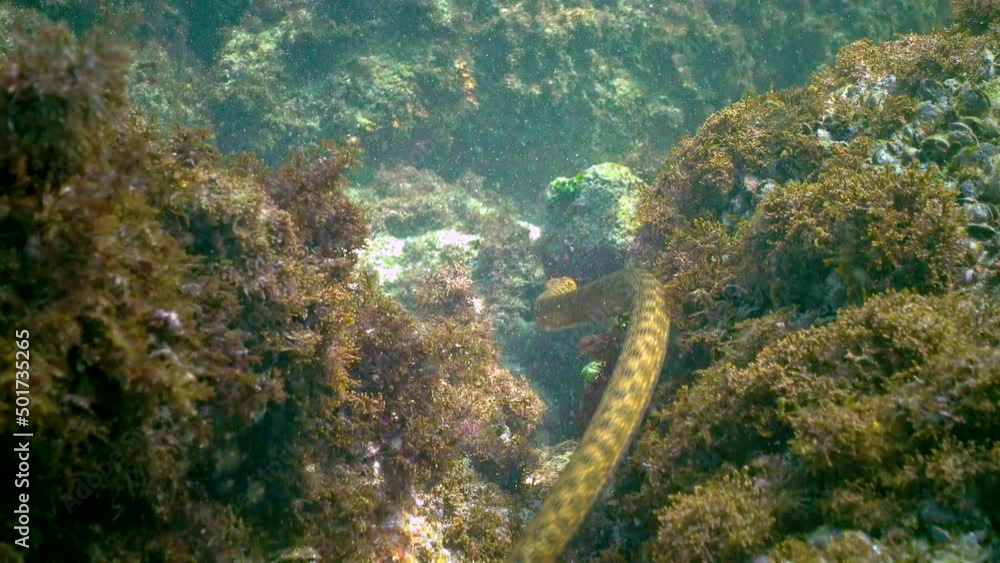 The dice snake (Natrix tessellata), a water snake preys on small fish on the seabed in the Black Sea The dice snake (Natrix tessellata), a water snake preys on small fish on the seabed in the Black Sea