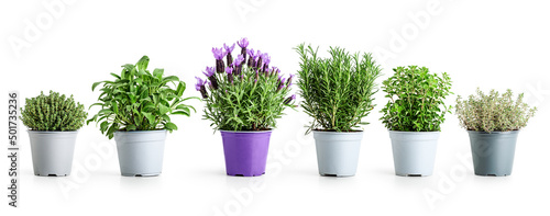 Fotografie, Obraz Rosemary, lavender, oregano, sage and thyme. Herbs in pots