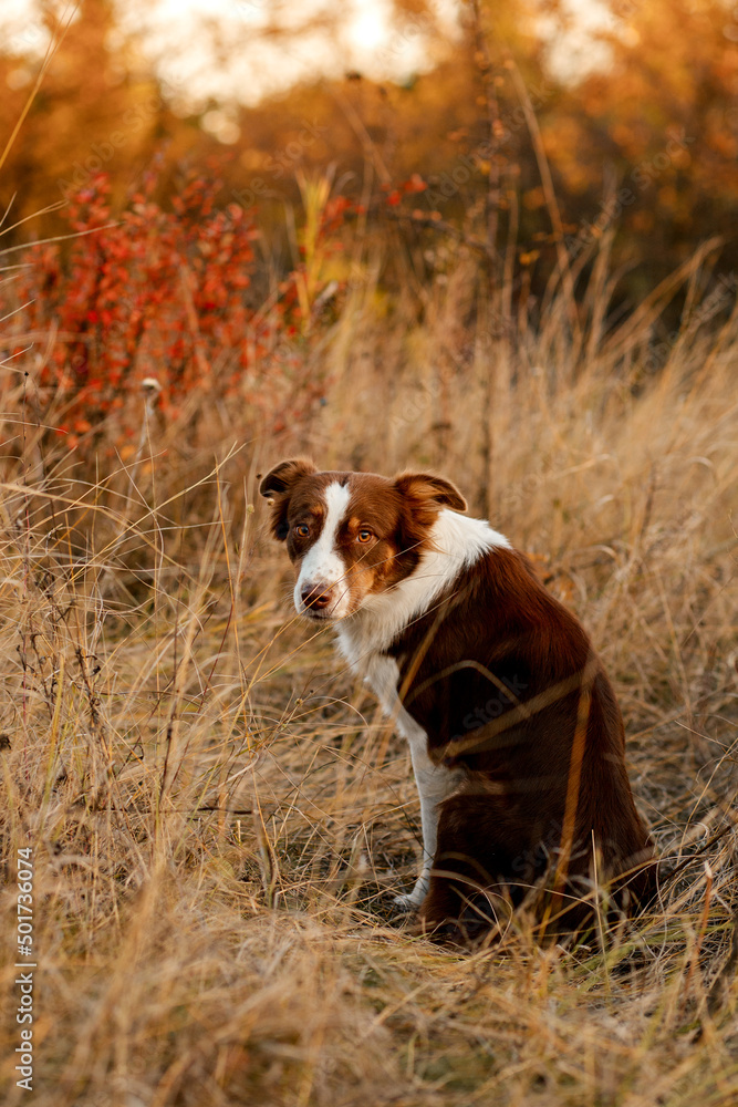 australian shepherd