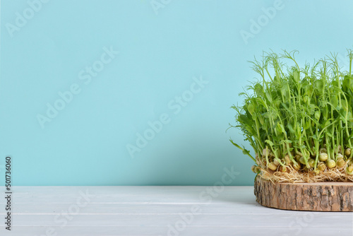 Micro green peas on a light blue background and a white table.