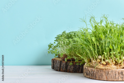 Micro-green peas and arugula on a light blue background and a white table.