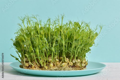 Micro green peas on a light blue plate. The concept of weight loss. Home garden on the windowsill. Healthy eating. Vegetarianism. Diet