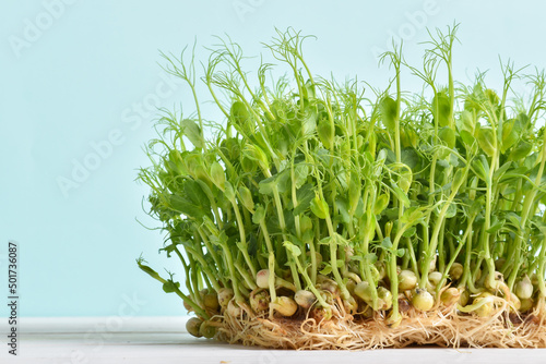 Close-up of young pea shoots on a light blue background