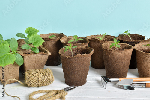 Seedlings of cucumbers and tomatoes and garden tools on a blue background.