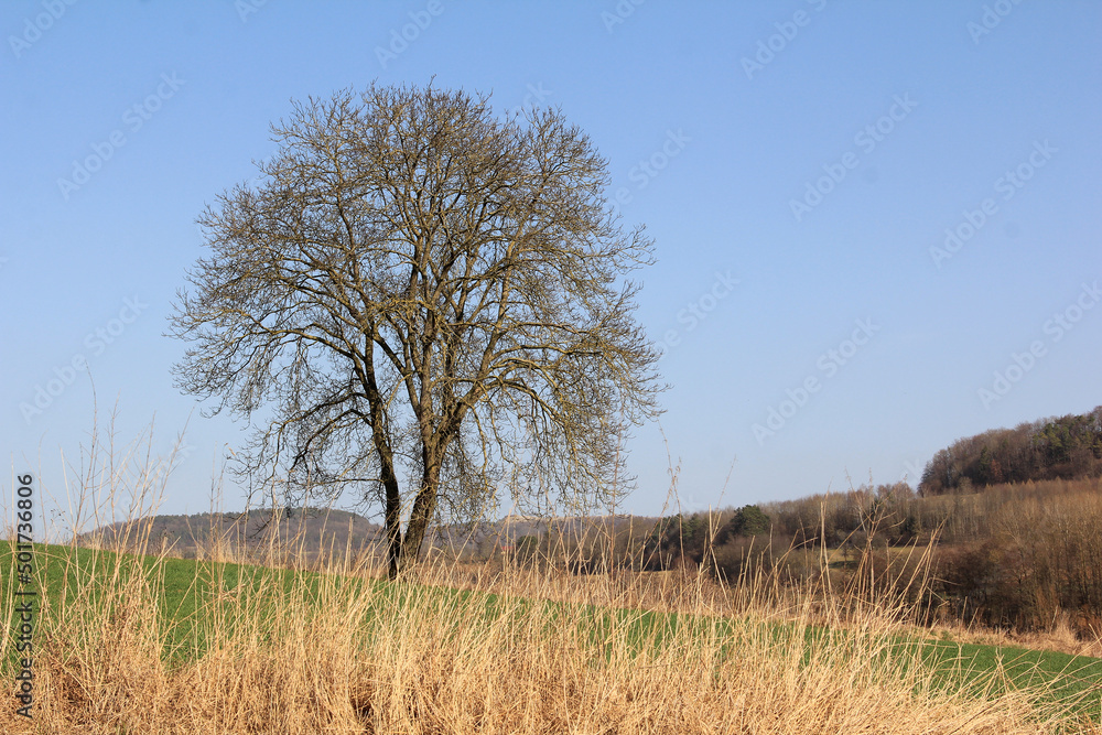 Nussbaum vor dem Blattaustrieb