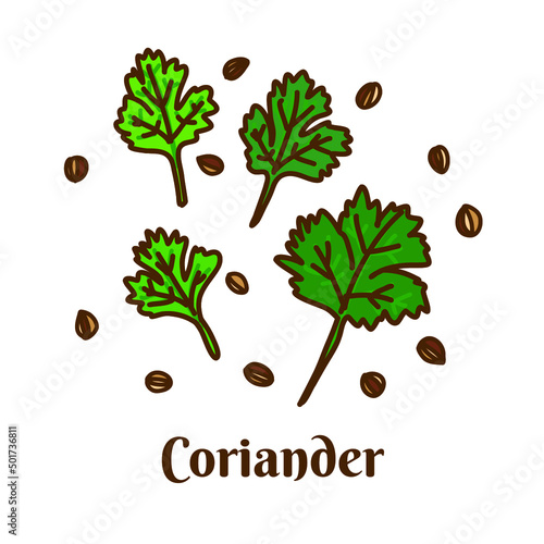 Hand drawn vector illustration of coriander, cilantro, or Chinese parsley isolated on white background. photo