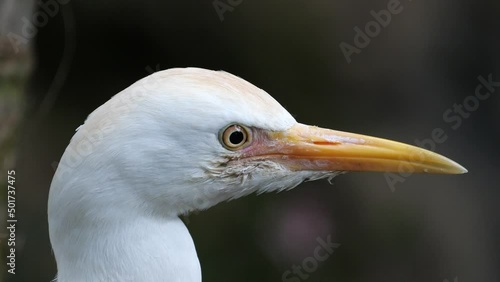 Close-up shot of the cattle egret (Bubulcus ibis) bird photo