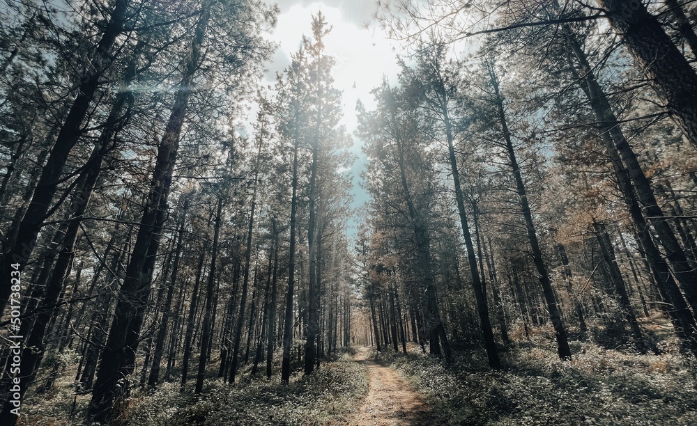 Fototapeta premium rays of light