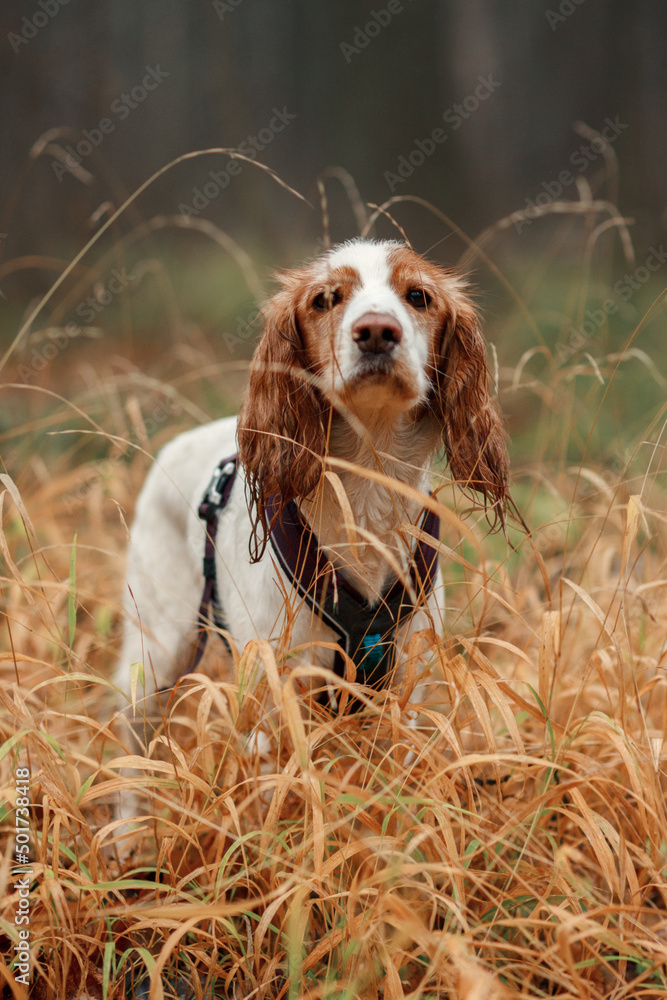 spaniel in the grass spaniel in the grass