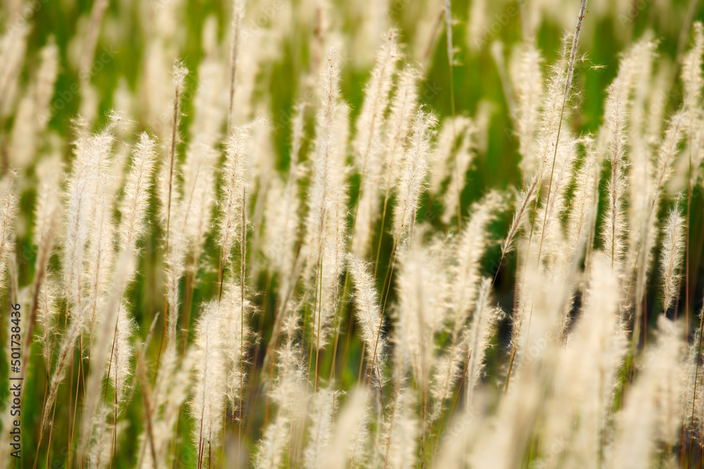field of reed flower