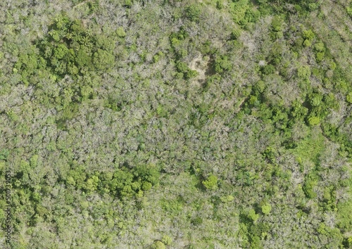 Top View Aerial Photograph of Forest © Kritsana