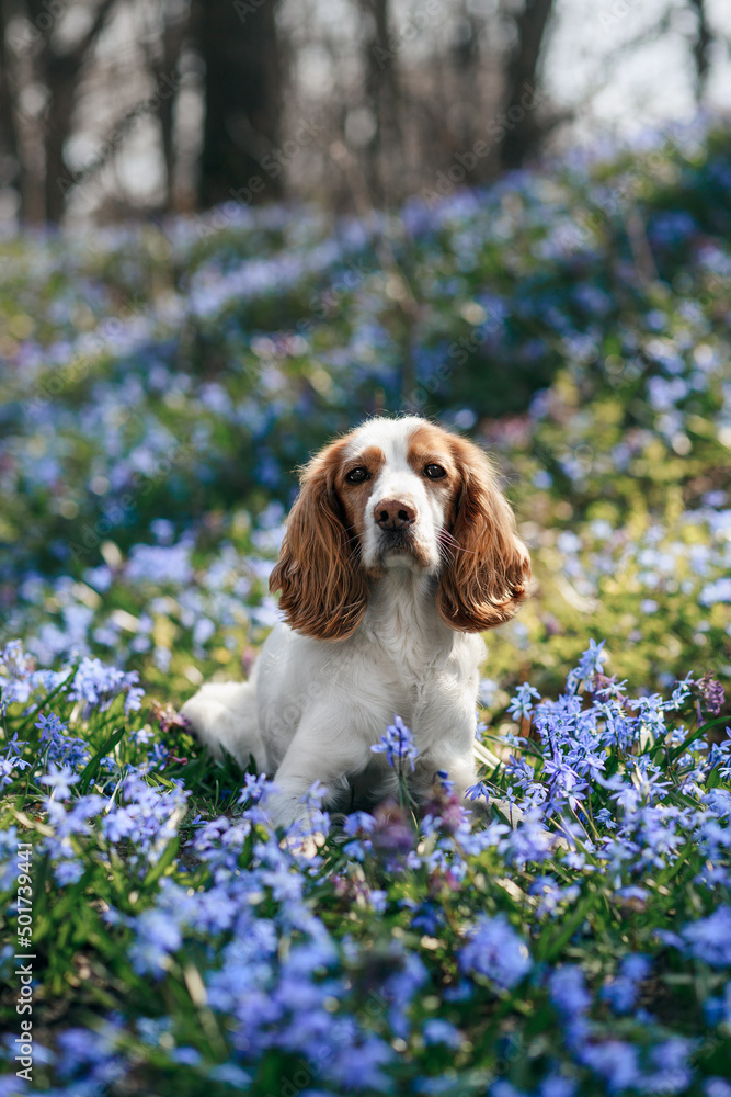 spaniels with flowers