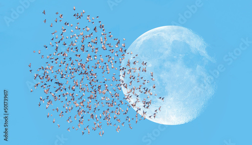 Bilde på lerret A flock of starling birds in the sky in the background full moon Elements of th