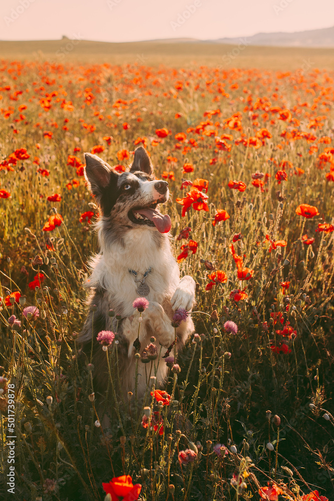Dog in the red flowers