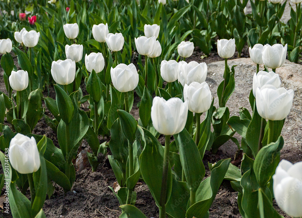 beautiful spring white tulips in a garden. beautiful spring white tulips in a garden.