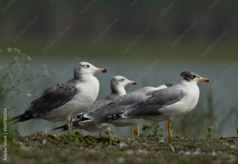 Great black-headed gulls at Bhigwan bird sanctuary, India Great black-headed gulls at Bhigwan bird sanctuary, India