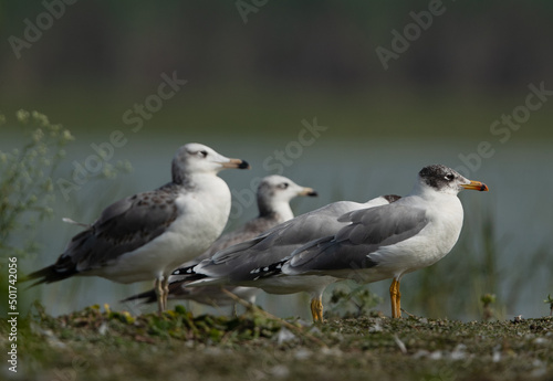 Great black-headed gulls at Bhigwan bird sanctuary, India