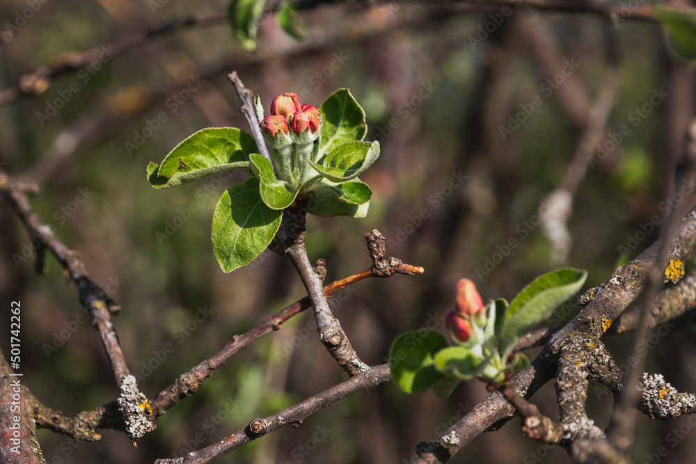 Buds of unopened flowers on a branch in spring. A branch of an apple tree with young green leaves in early spring. A branch of an apple tree before flowering. Selective focus. Natural green background Buds of unopened flowers on a branch in spring. A branch of an apple tree with young green leaves in early spring. A branch of an apple tree before flowering. Selective focus. Natural green background
