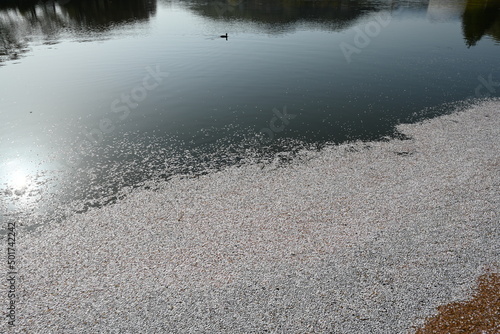 桜の花びらが散り、水面に集まり花筏となっている限られた季節だけの風景 photo