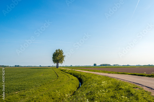 Dutch rural landscape in the spring season. Part of the fields have already been sown and another part is still fallow. The fields are separated by a ditch and a narrow country road with trees.