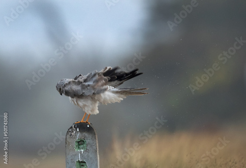 Pallid harrier shaking iis feather at Bhigwan bird sanctuary, India photo