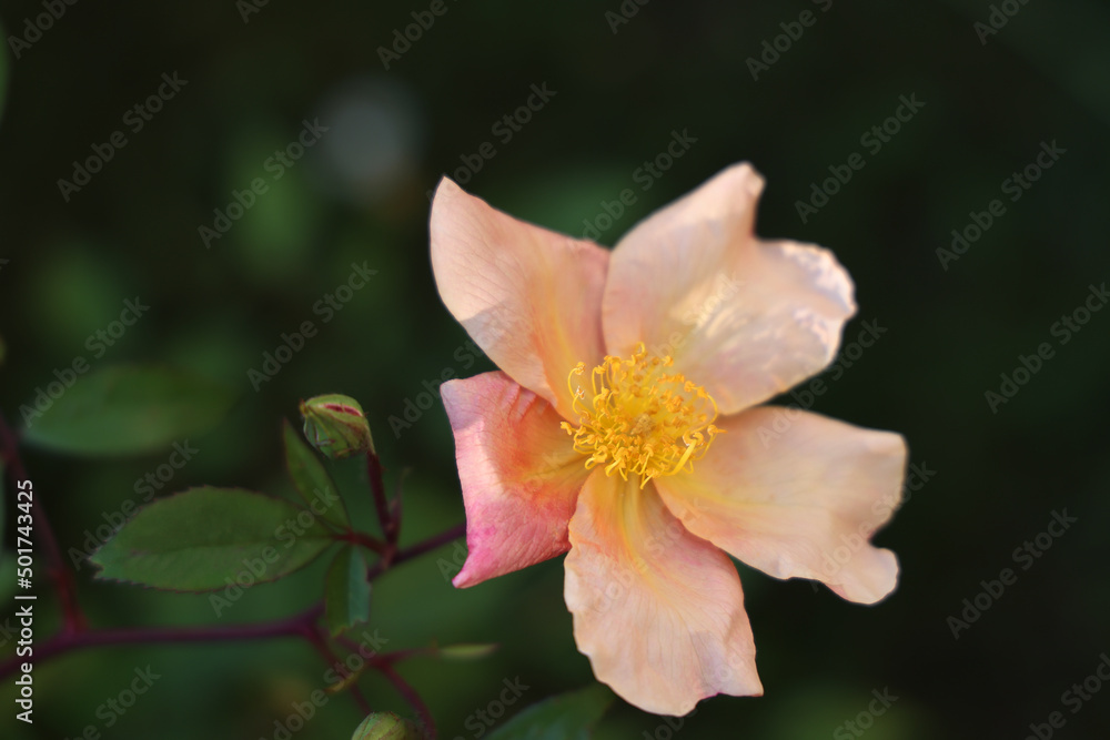Maggio: fioritura di rose canine spontanee a fiori semplici, dettaglii di fiori in primo piano Maggio: fioritura di rose canine spontanee a fiori semplici, dettaglii di fiori in primo piano