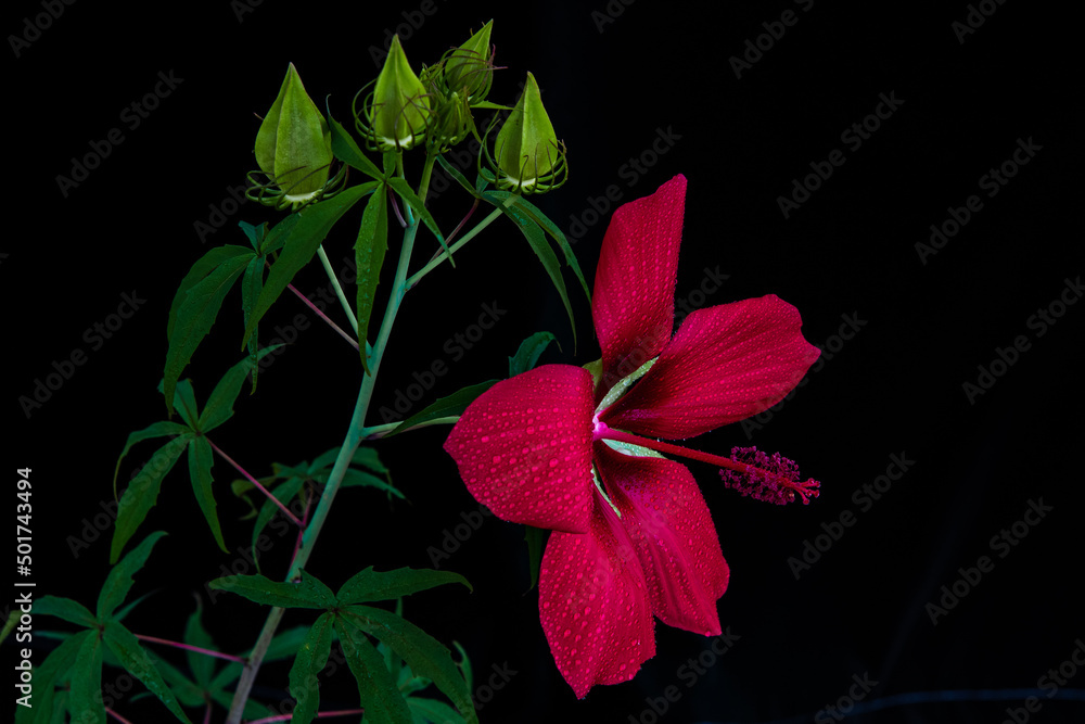 Obraz premium Texas Star Hibiscus
