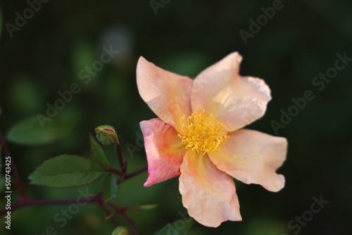 Maggio: fioritura di rose canine spontanee a fiori semplici, dettaglii di fiori in primo piano