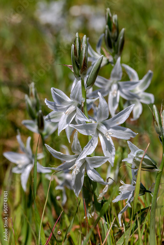 Plants of Greece. A tender plant (Ornithogalum nutans) with white flowers close-up