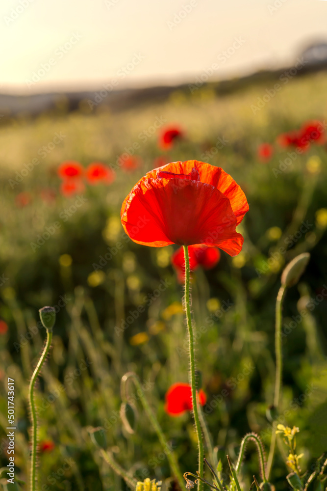 Fototapeta premium The red poppy (Papaver rhoeas) with buds in the sunlight