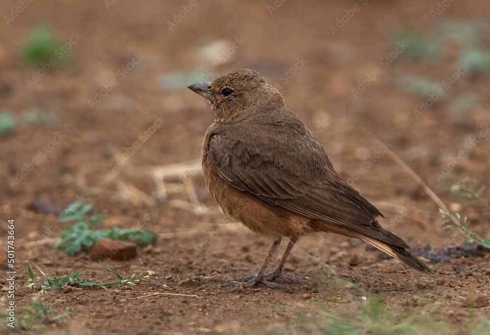Obraz premium Rufous-tailed lark perched on ground at Bhigwan bird sanctuary Maharashtra, India