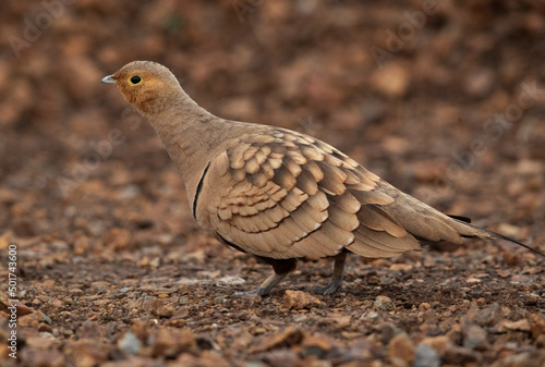 Chestnut-bellied sandgrouse at Bhigwan bird sanctuary, India photo