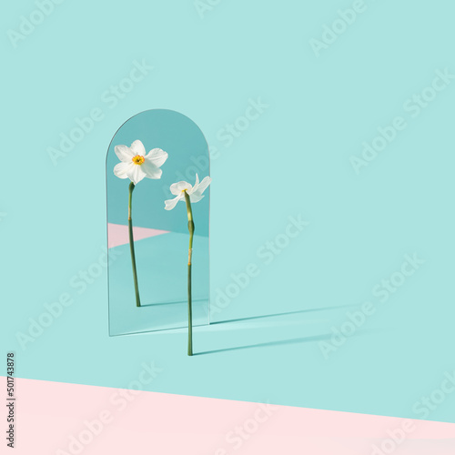 Narcissus flower reflecting in the mirror on the light blue and pink background. Self admiration, individuality minimal concept.