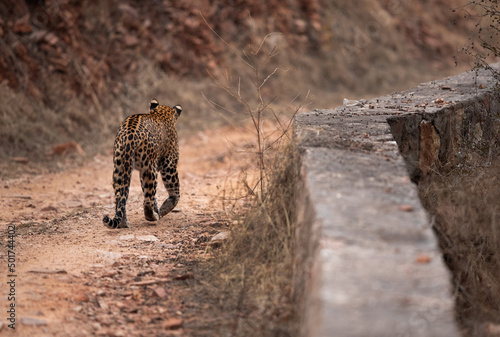 Leopard moving on mud track at Jhalana National Reserve, Jaipur