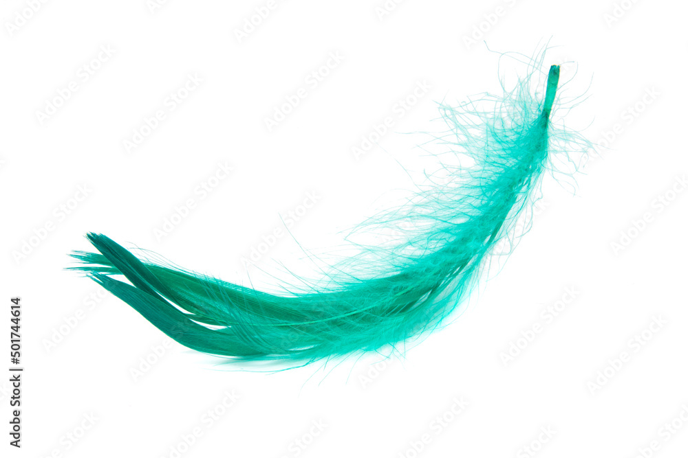 Green elegant bird feather isolated on the white background Green elegant bird feather isolated on the white background