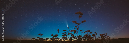 Fototapeta Naklejka Na Ścianę i Meble -  Comet Neowise C 2020 F3 In Night Starry Sky Above Flowering Buckwheat. summer Night Stars in blue colors.