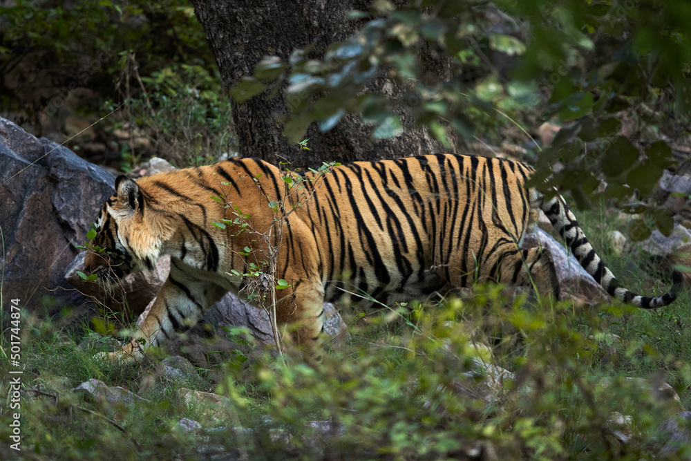 Fototapeta premium Closeup of a Tiger moving inside the jungle at Ranthambore Tiger Reserve, India