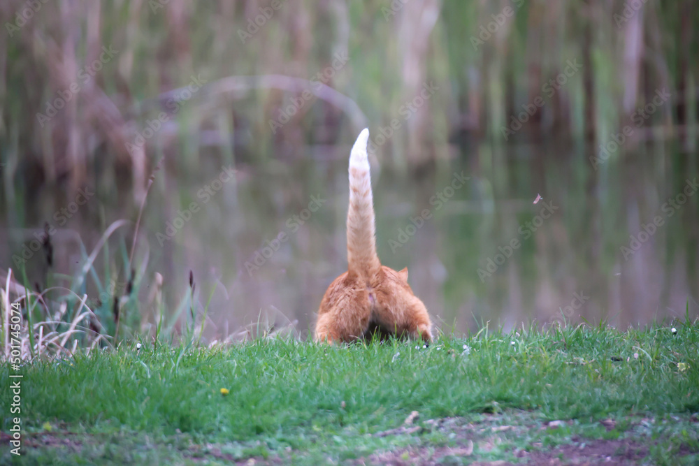 Eine Katze mit rotbraunen Fell jagt eine Familie Graugänse in den Teich
