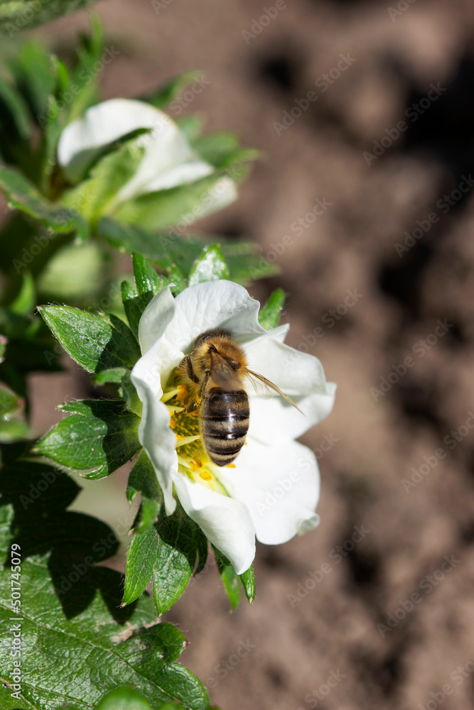Blooming strawberries in the garden, a bee pollinates flowers.