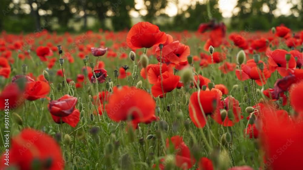 Camera moves between the flowers of red poppies. Poppy as a remembrance symbol and commemoration of the victims of World War. Flying over a flowering opium field on sunset. Slow motion forward moving. Camera moves between the flowers of red poppies. Poppy as a remembrance symbol and commemoration of the victims of World War. Flying over a flowering opium field on sunset. Slow motion forward moving.