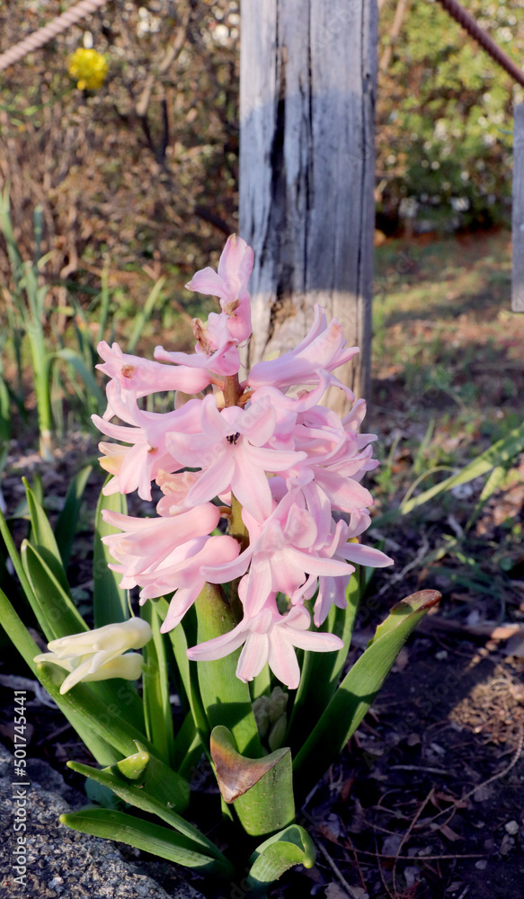 ピンク色のヒヤシンス Stock Photo Adobe Stock ピンク色のヒヤシンス Stock Photo Adobe Stock