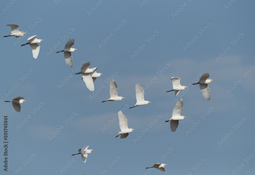 Fototapeta premium Cattle Egrets in flight at Buri farm, Bahrain